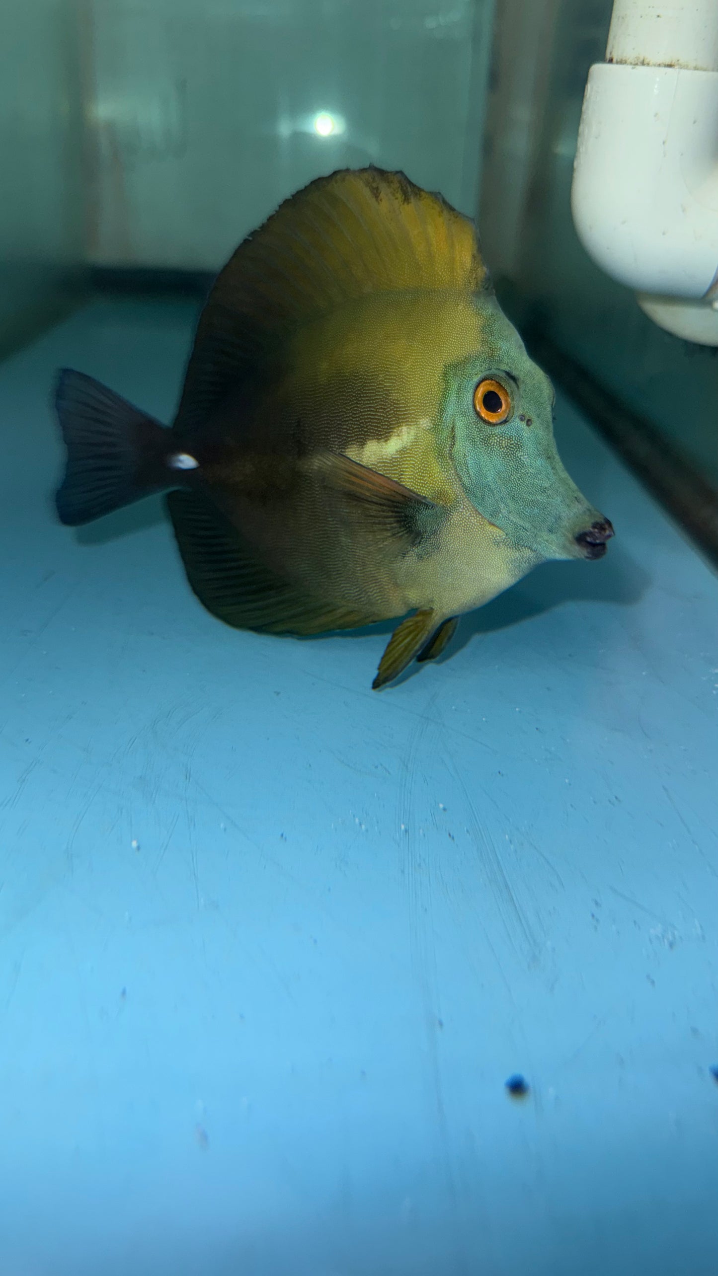 Blue Face Koi Scopas Tang wysiwyg #3 (4-6")