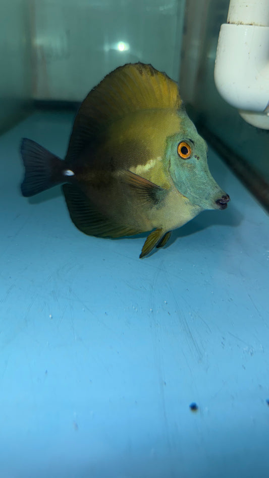 Blue Face Koi Scopas Tang wysiwyg #3 (4-6")
