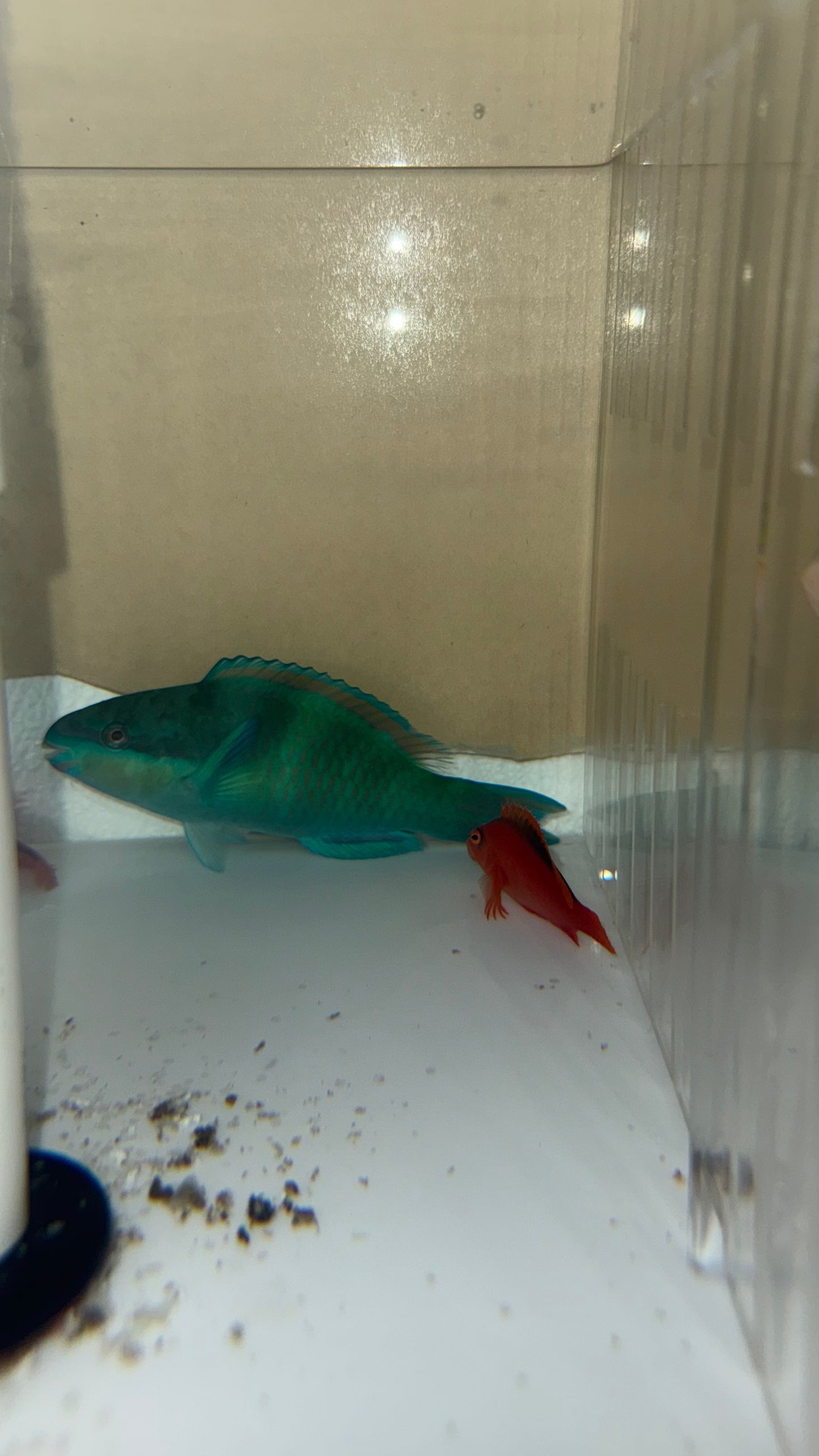 Green Parrotfish Male (6-7")
