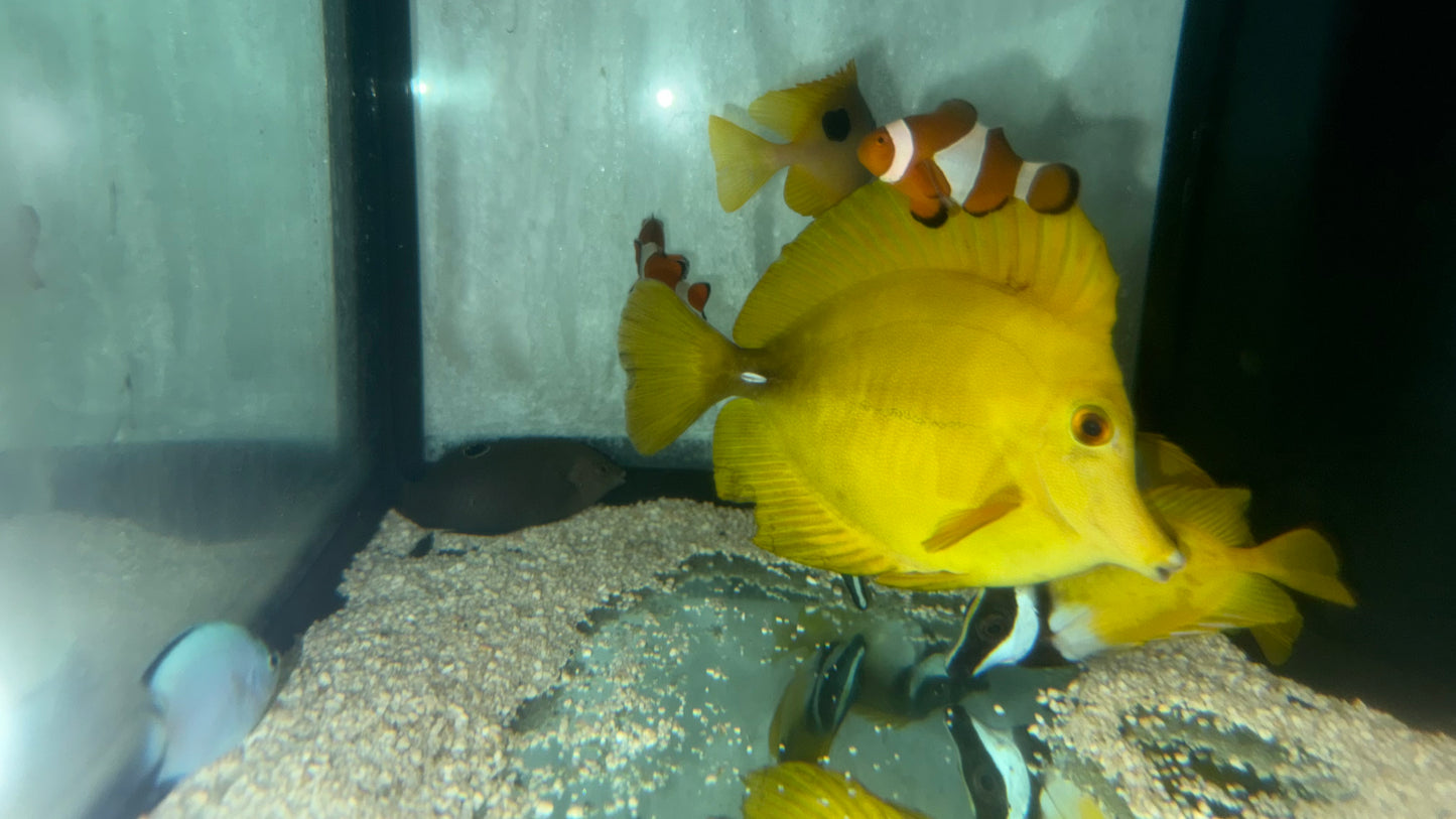 Hybrid Yellow/Scopas Tang (Zebrasoma flavescens) 5" WYSIWYG