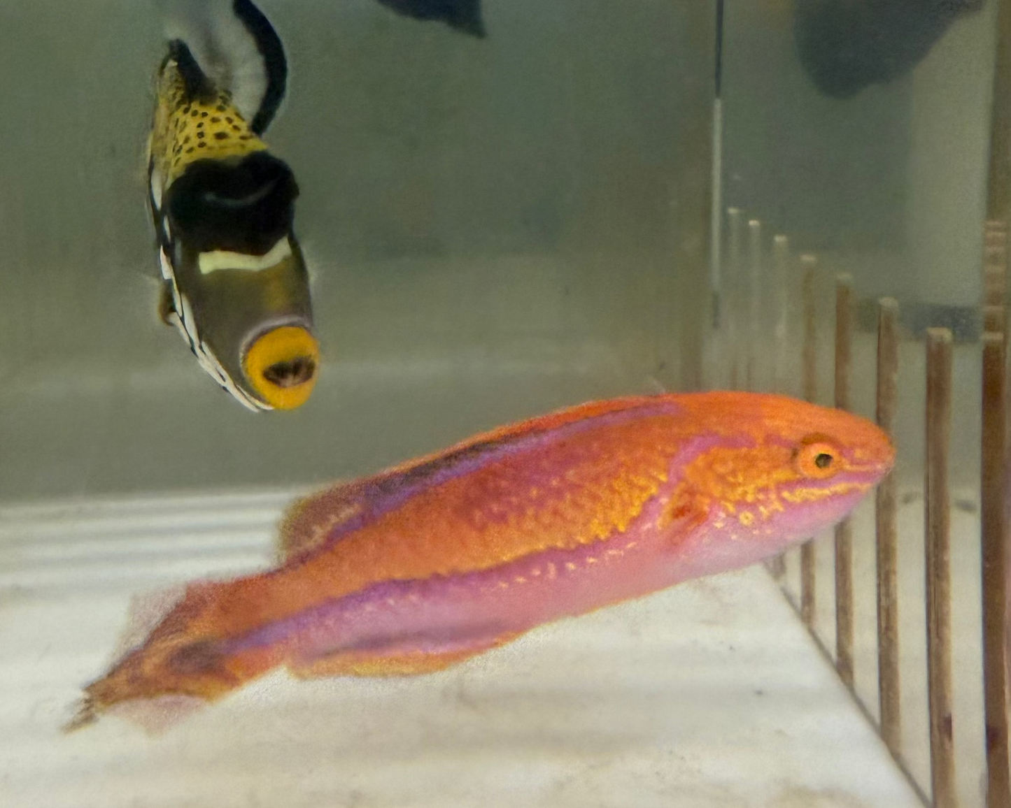 Pin Tail Fairy Wrasse| Cirrhilabrus isosceles (XXL Supermale)