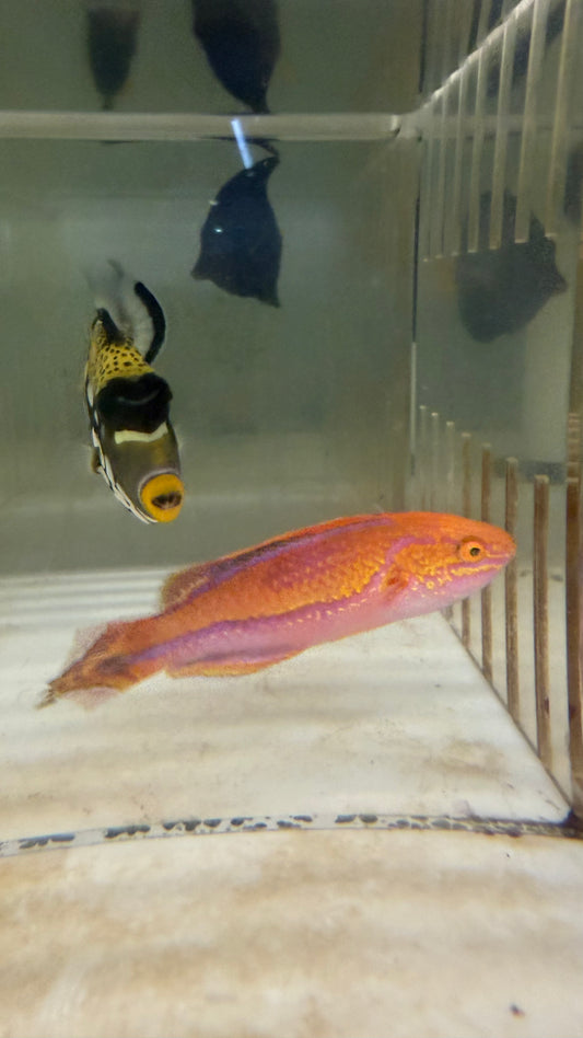 Pin Tail Fairy Wrasse| Cirrhilabrus isosceles (XXL Supermale)