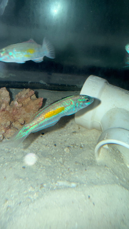 Mardi Gras Wrasse (Halichoeres burekae)