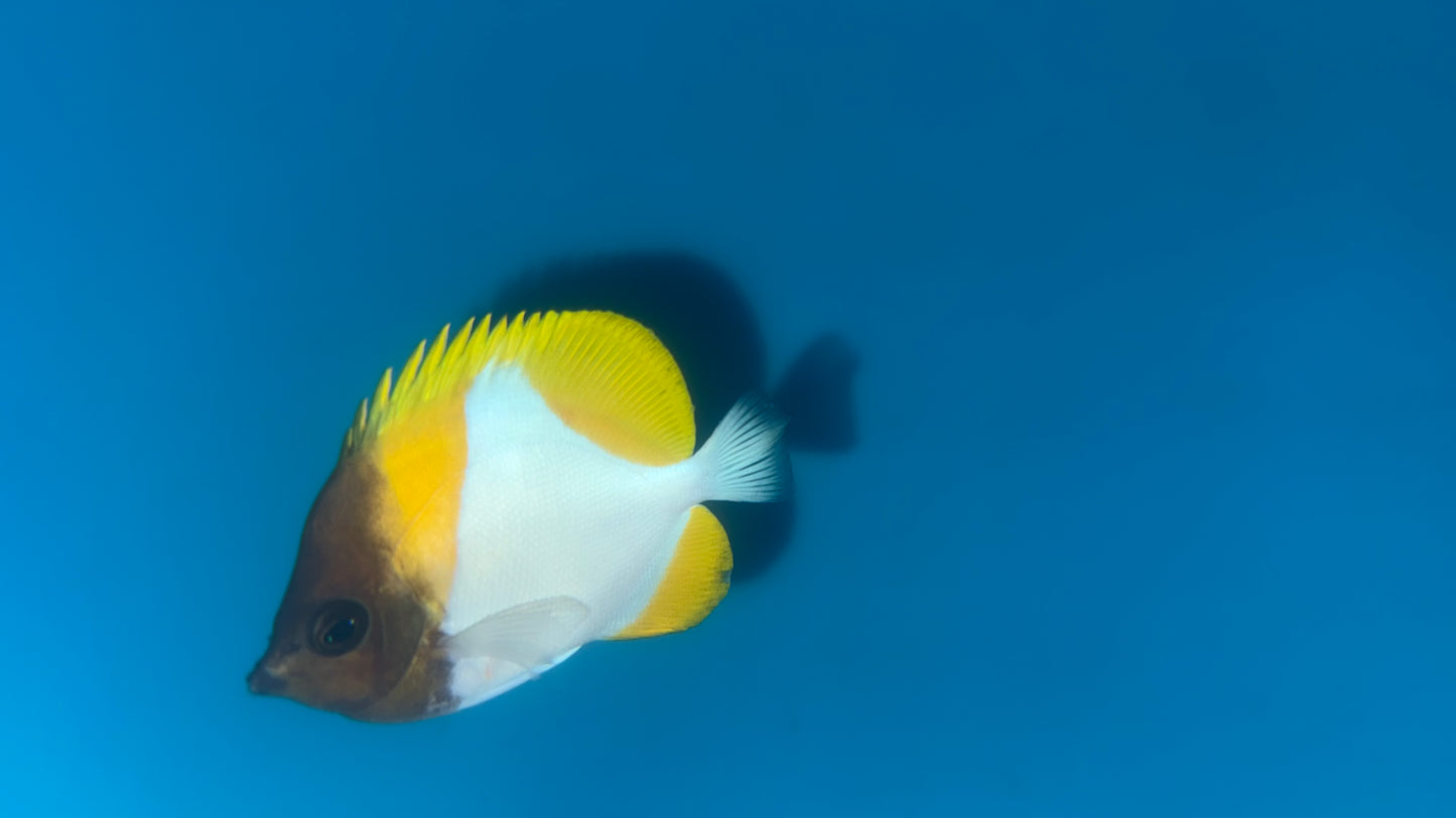 Yellow Pyramid Butterfly (Hemitaurichthys polylepis) (3-4”-AUSTRALIA)