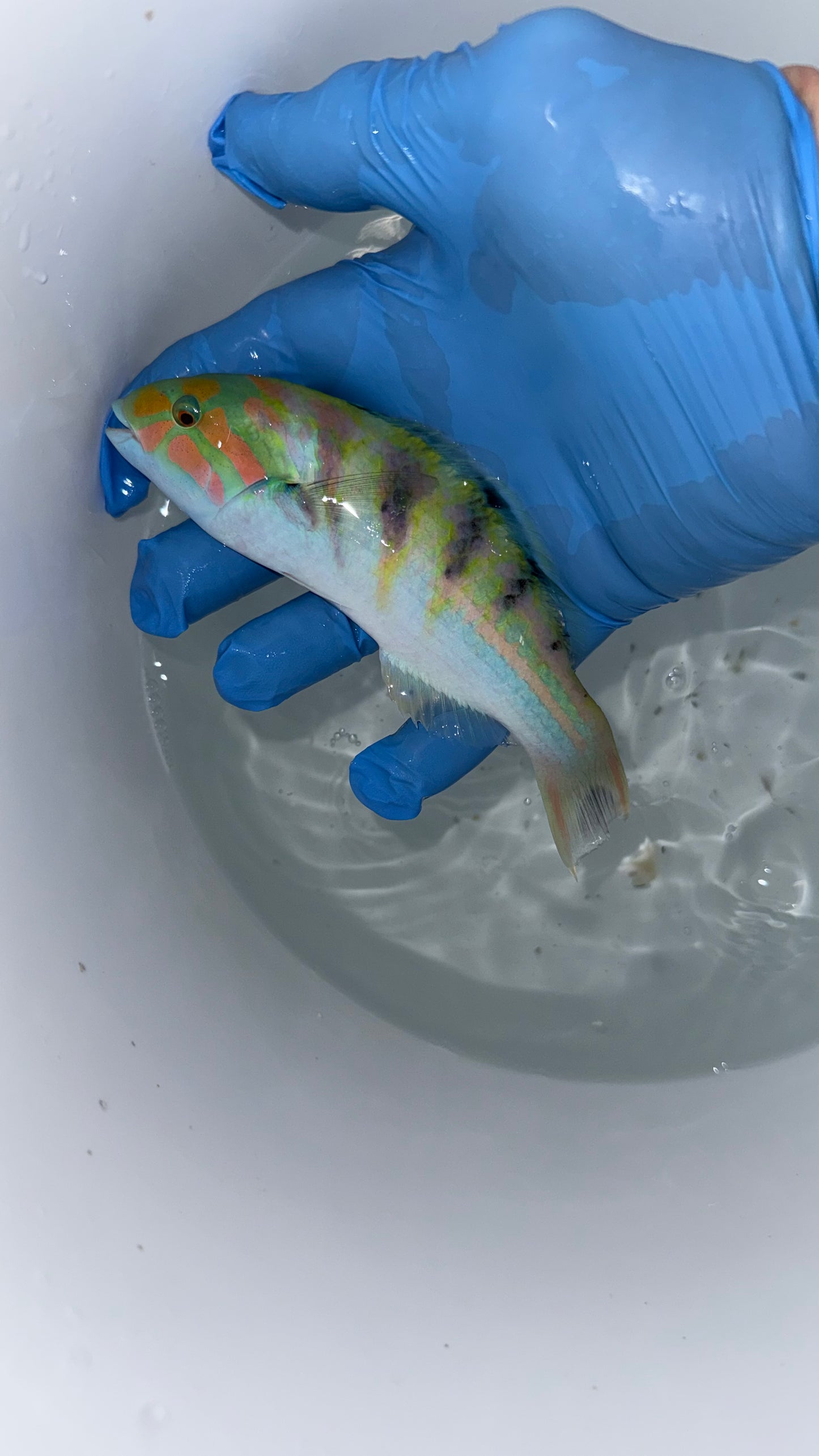 Six Bar (Hardwicke) Wrasse 6”