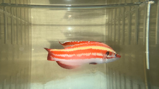 Bodianus Masudai 4"