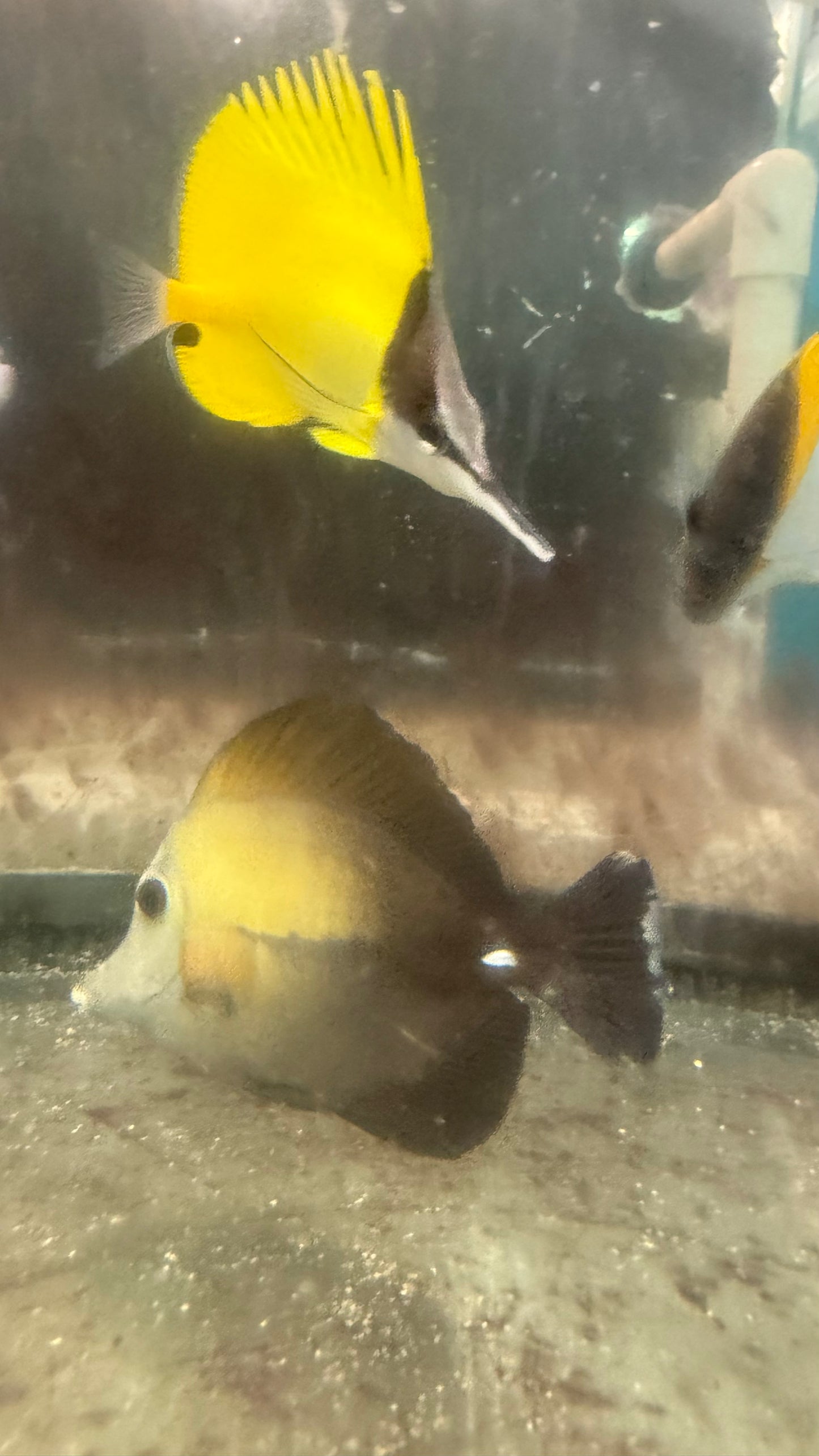 Abberent Koi Tang - wysiwyg