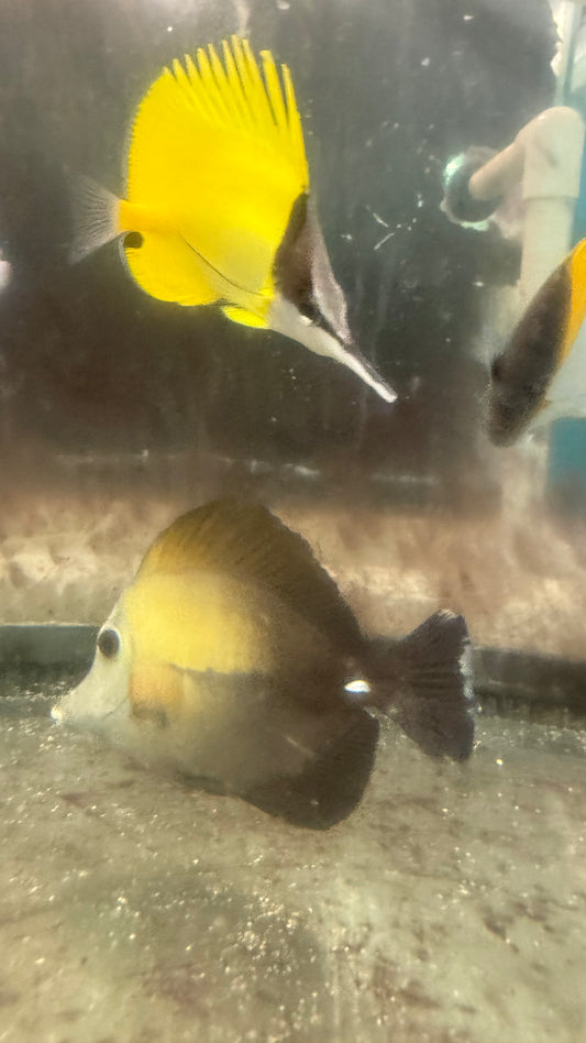 Abberent Koi Tang - wysiwyg