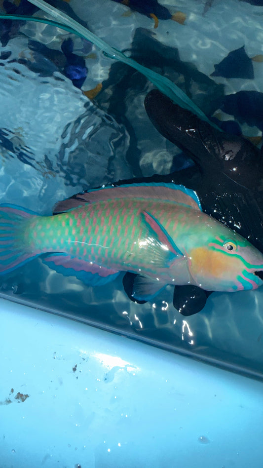 Red Sea steephead parrotfish |  Chlorurus gibbus (8-10")