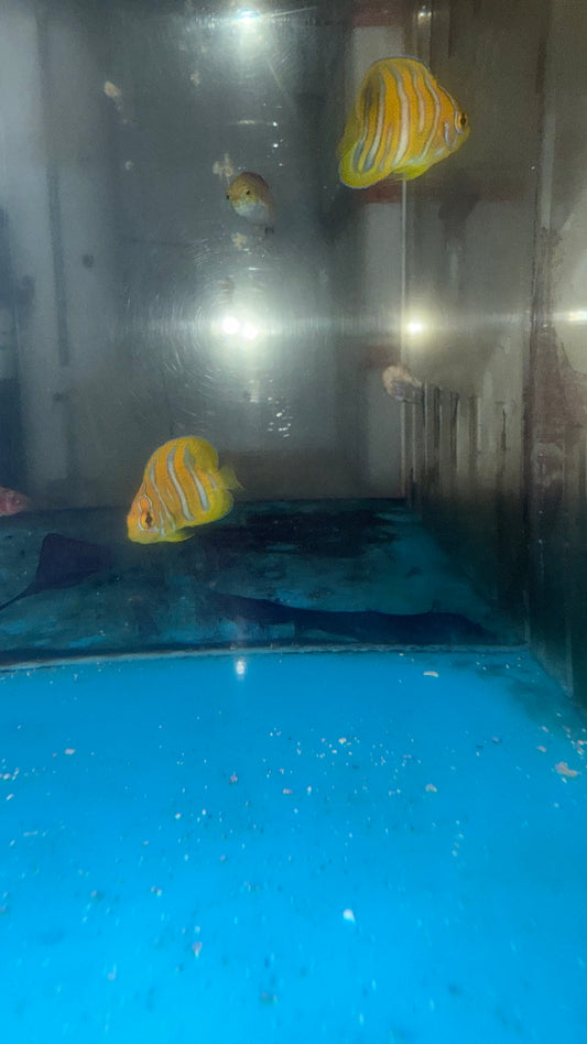 Regal Angel (Yellow Belly)-1.5" Juv Captive Bred