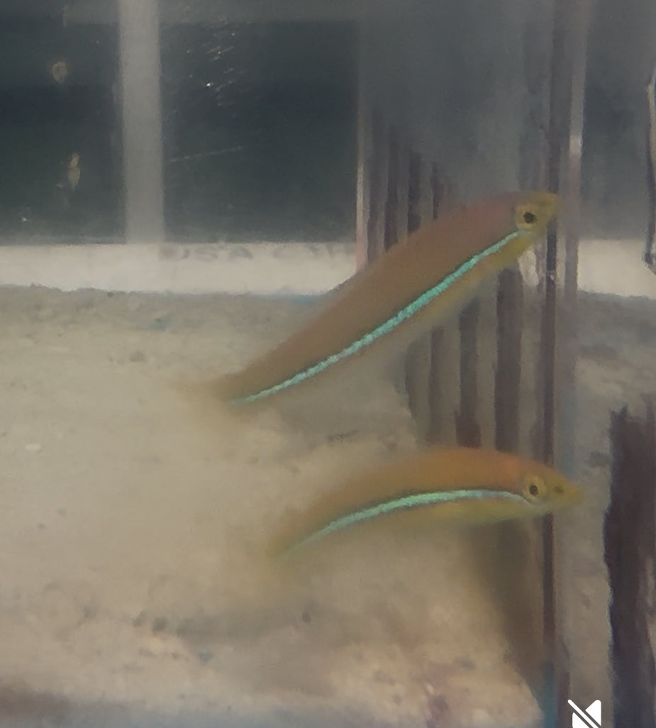 Neon Wrasse (Halichoeres garnoti)