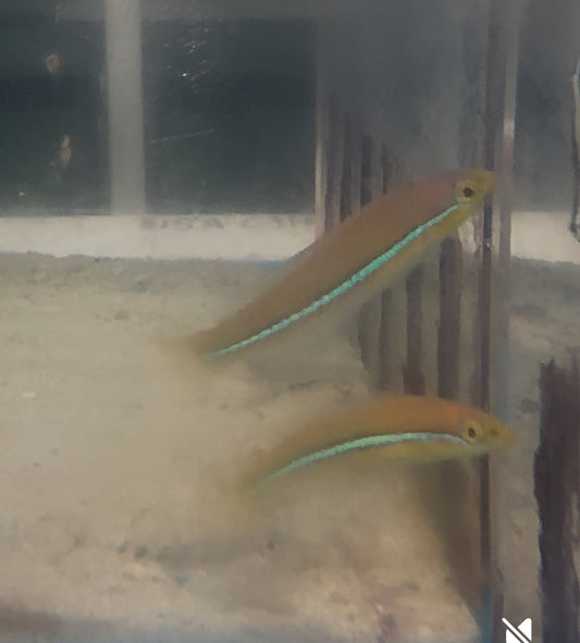 Neon Wrasse (Halichoeres garnoti)