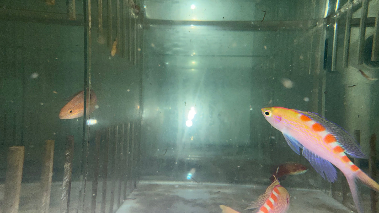 Flavo Anthias