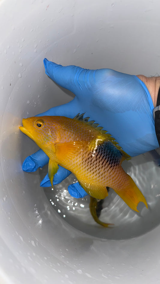 Yellow Banana Hogfish -8”(Bodianus Peredito)