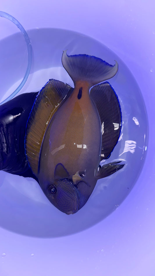 Fowler Tang (9" Streamer male)