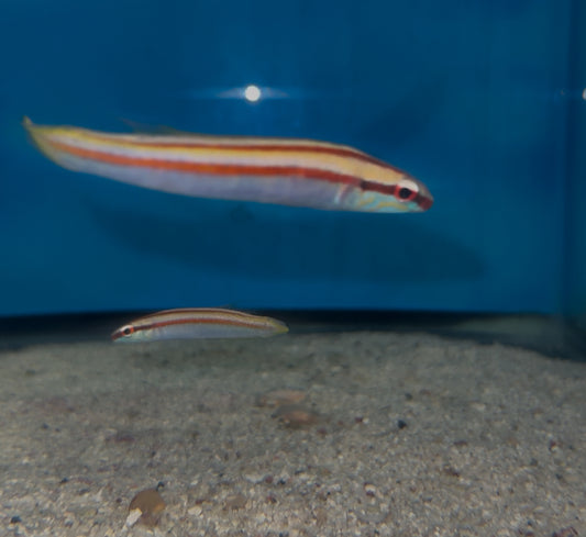 Red Line Hogfish | terelabrus Dewapyle