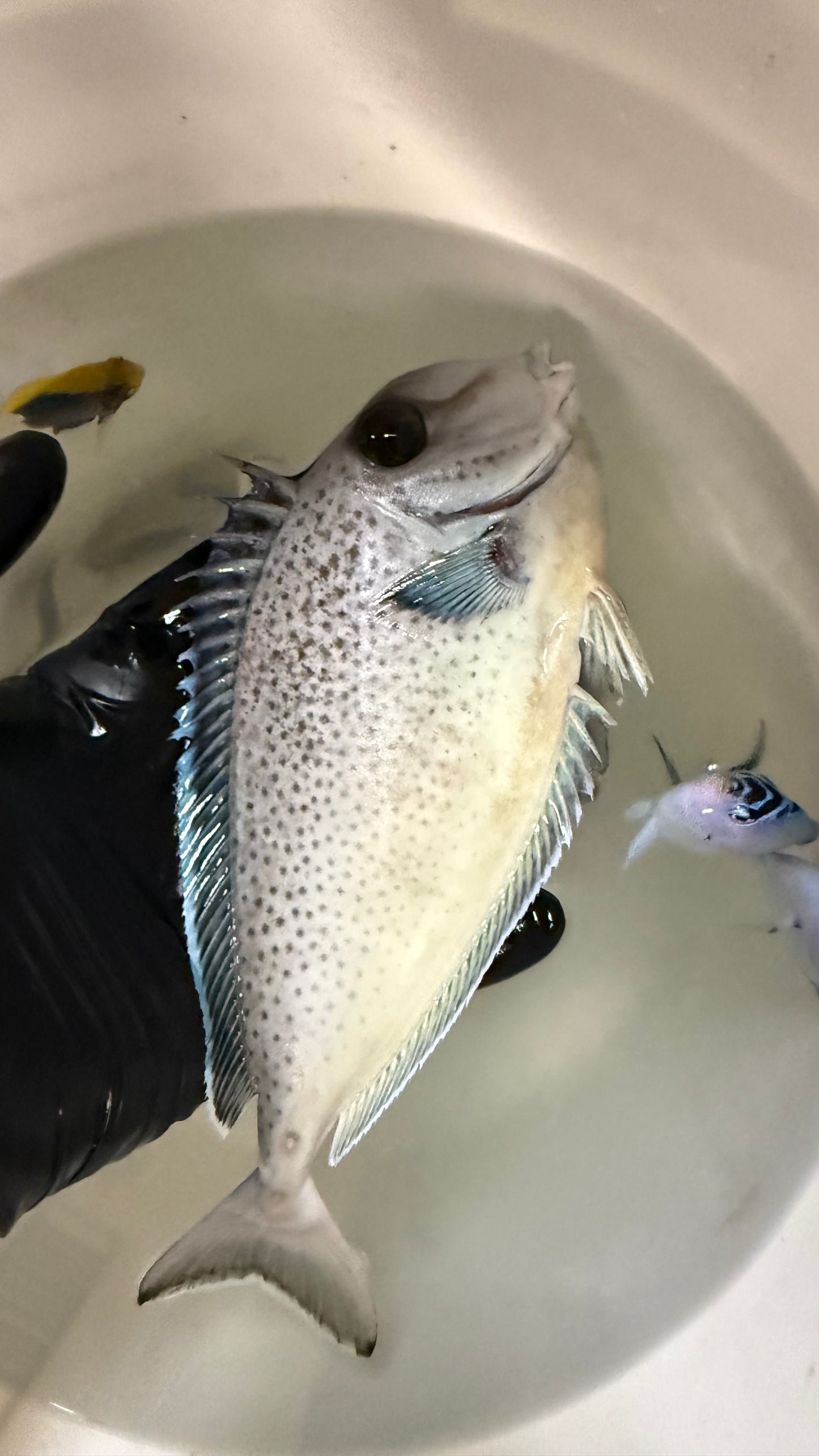 Spotted UnicornTang(Naso Maculatus)-9”