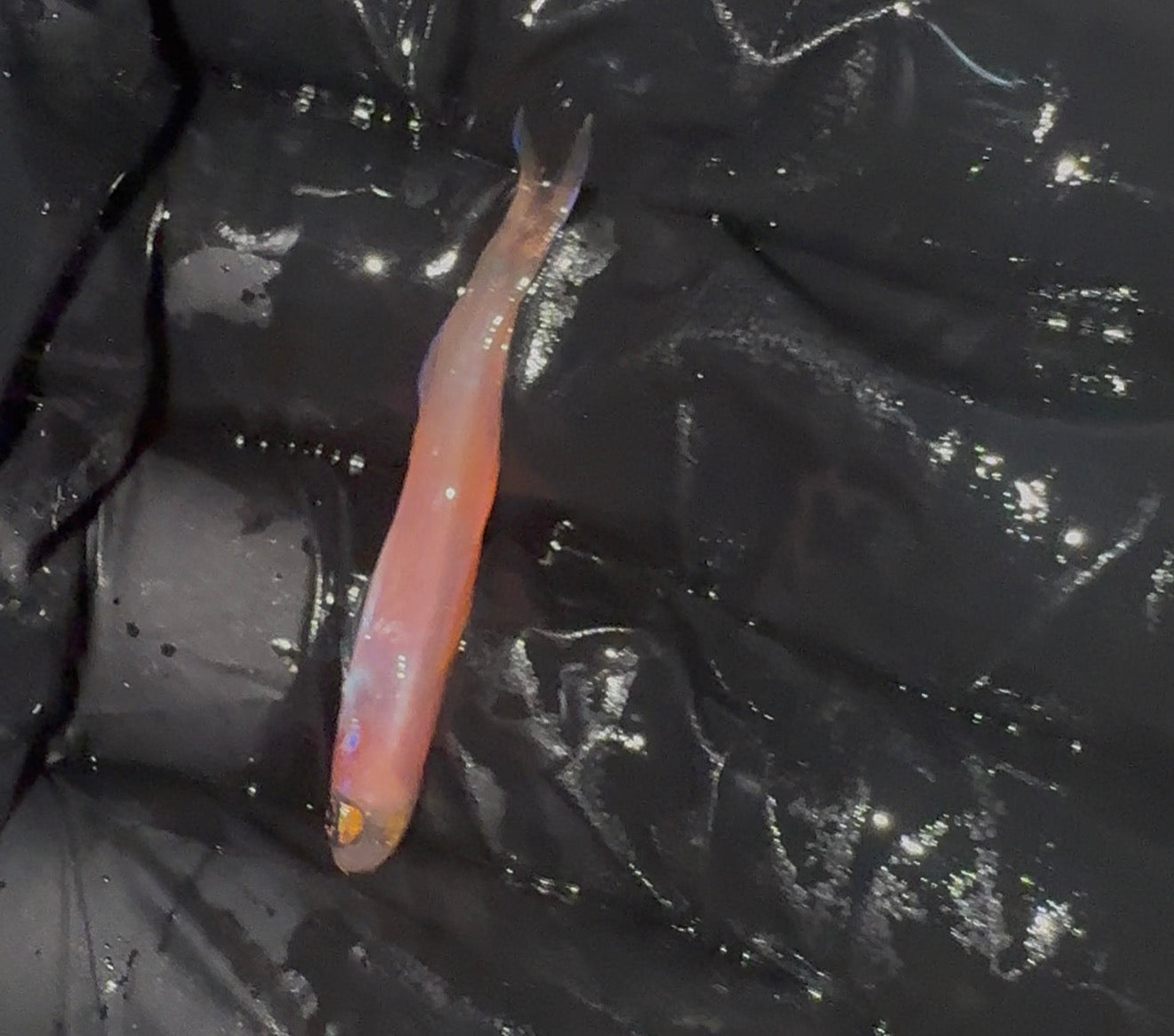 Kayuga Dartfish | Navigobius Kayuga