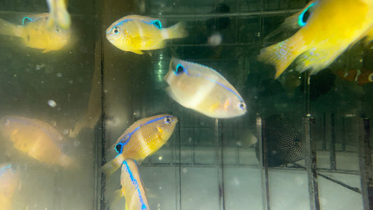 Surge damselfish (Chrysiptera brownriggii)