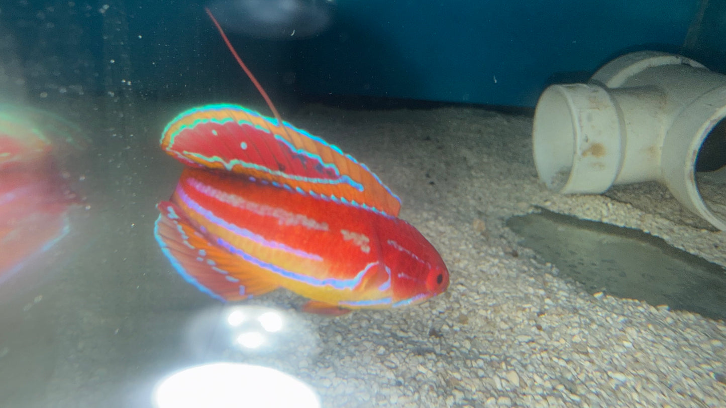 Paracheilinus Attenuatus (3" Male) | Diamond Tail Flasher Wrasse WYSIWYG
