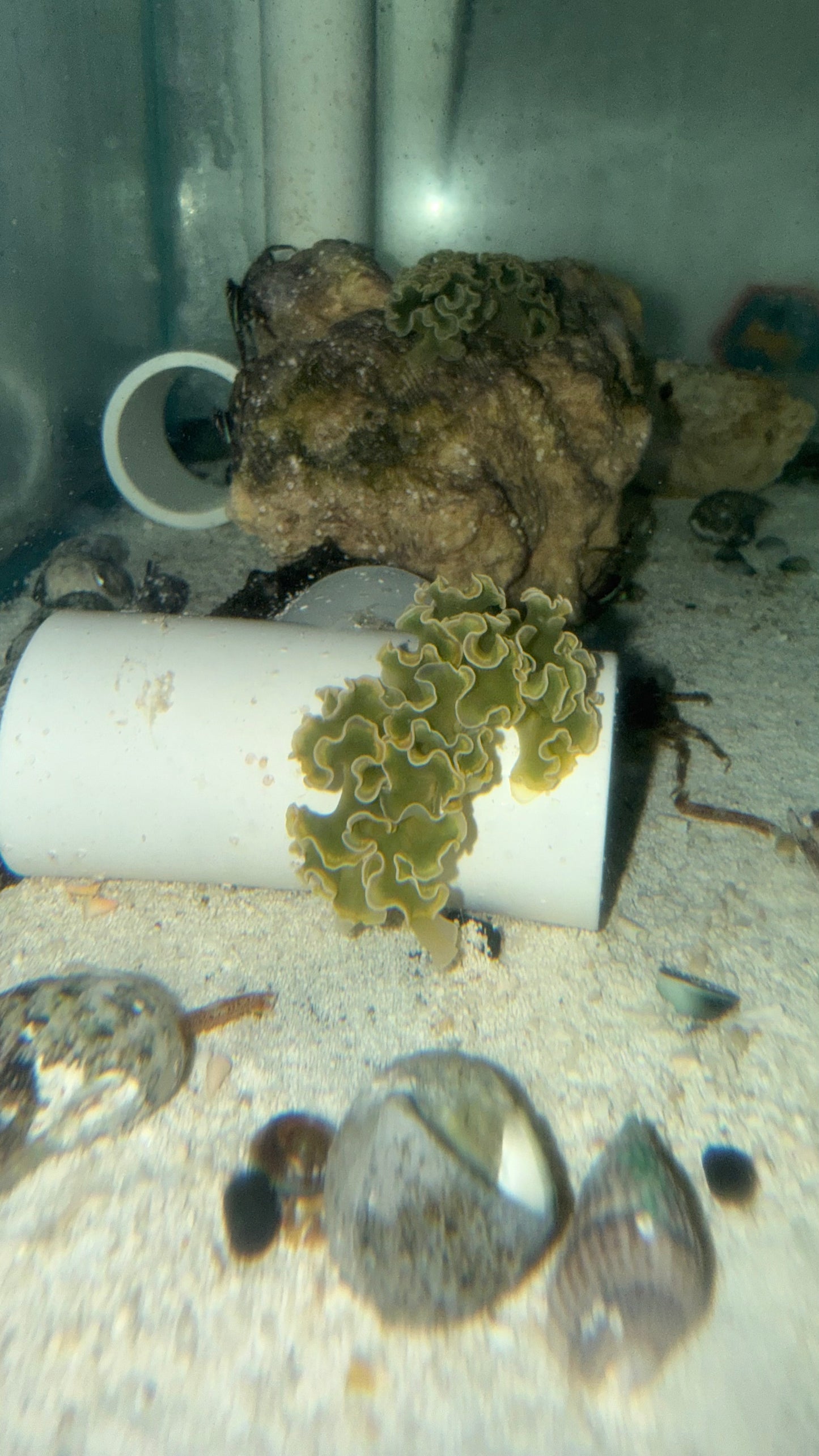 Lettuce Nudibranch (Tridachia crispata)