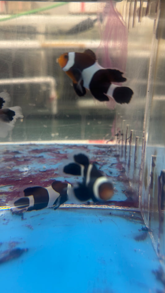 Black Longfin Clownfish (3-4cm)