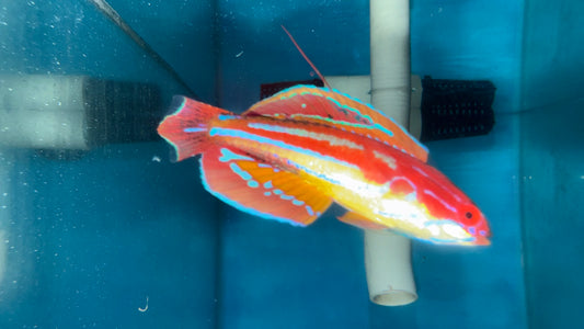 Paracheilinus Attenuatus (3" Male) | Diamond Tail Flasher Wrasse WYSIWYG