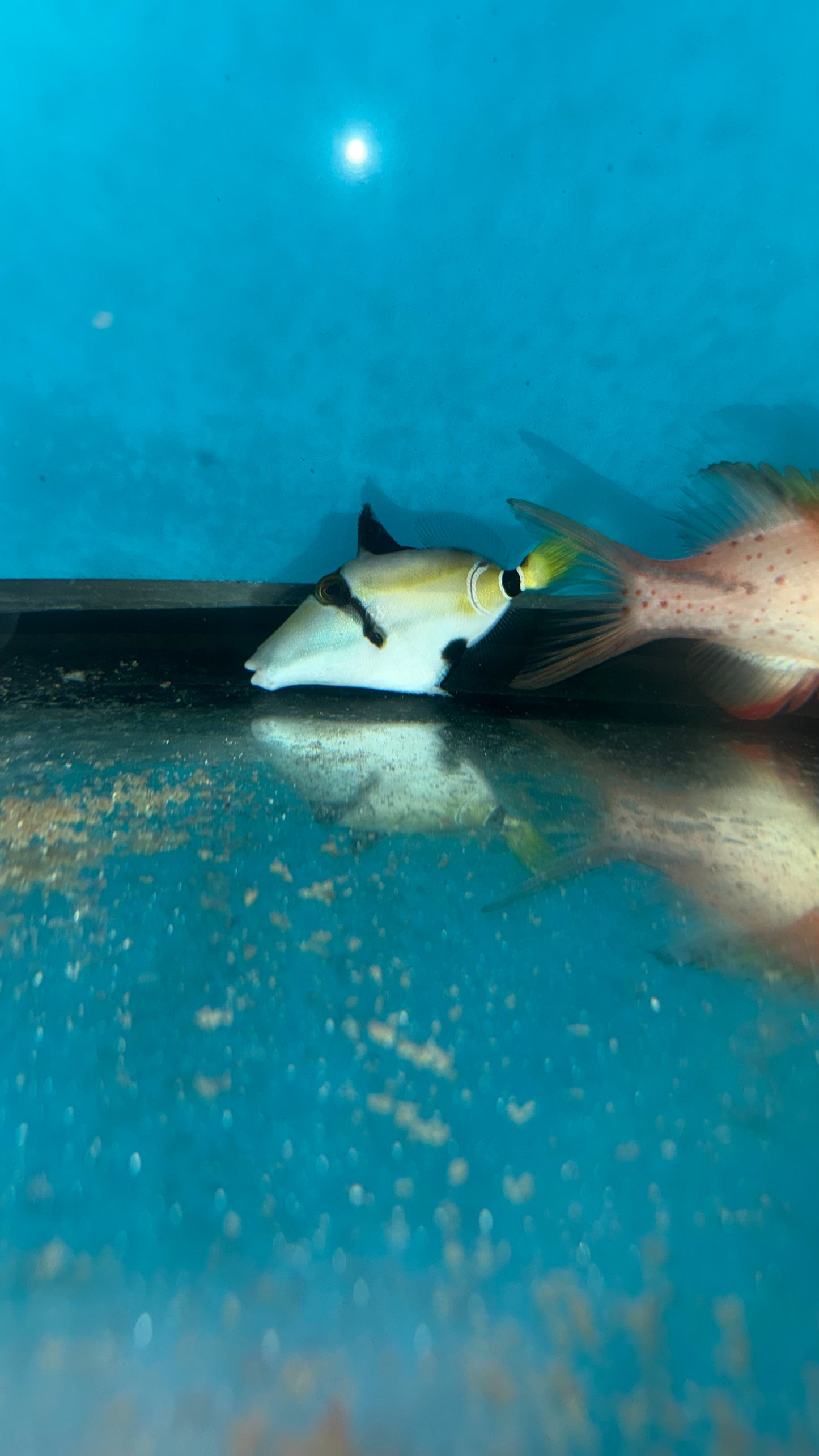 Lunula Trigger (2” juv)