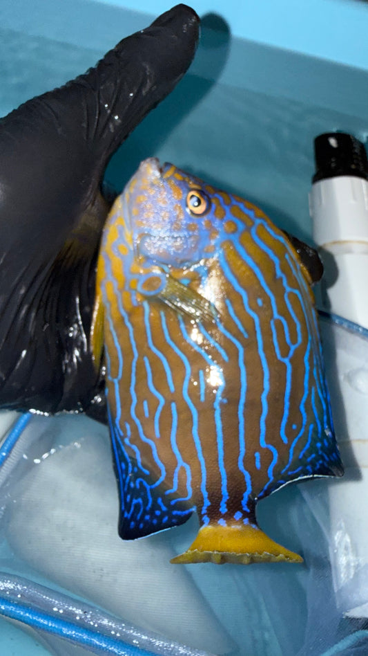 Maze (orange face) Angel (Chaetodontoplus Chrysocephalus) 6-7” (#2 WYSIWYG)