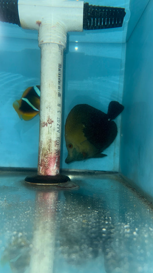 Blue Face Koi Scopas Tang wysiwyg #1 (4-6")