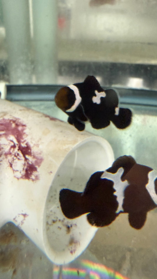 Midnight Lightning Clownfish (CB 3-4 cm)
