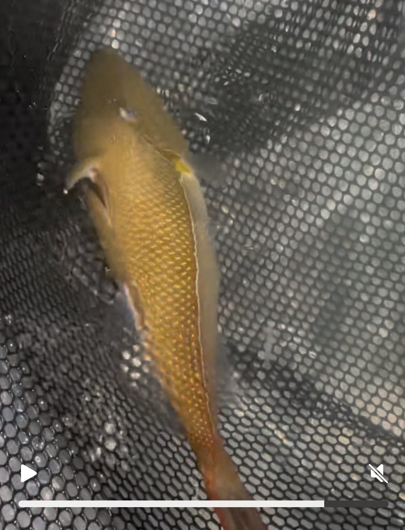 Goldenback Trigger-12”