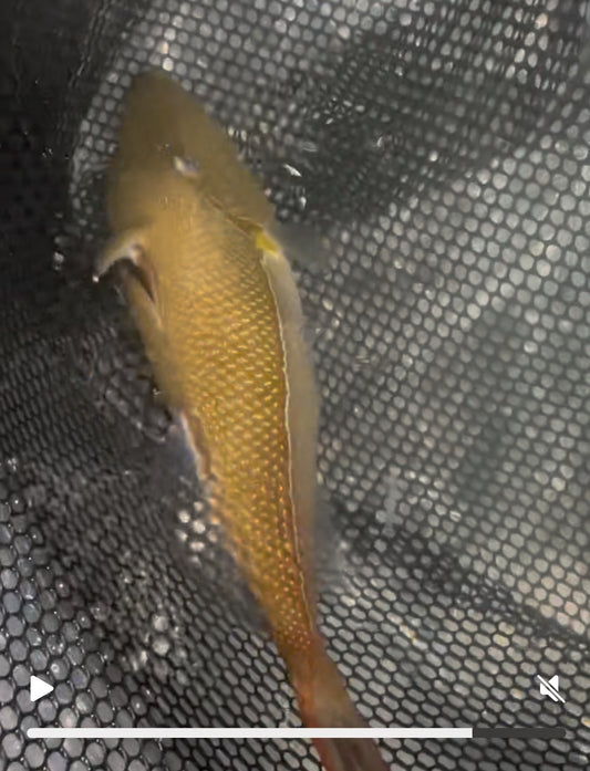 Goldenback Trigger-12”