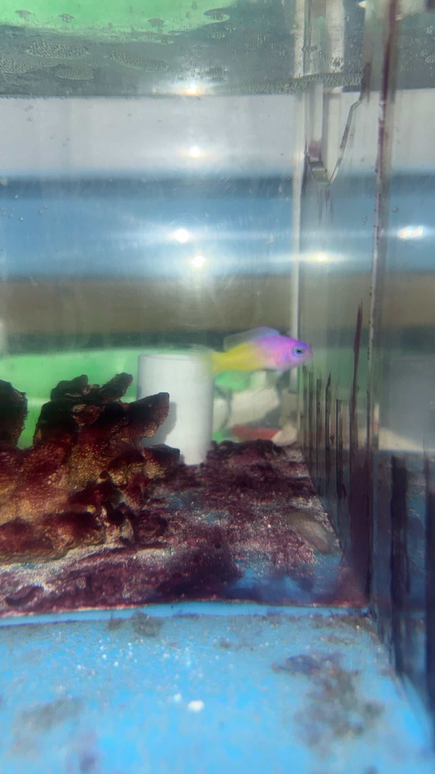 Bicolored Basslet | Lipogramma klayi