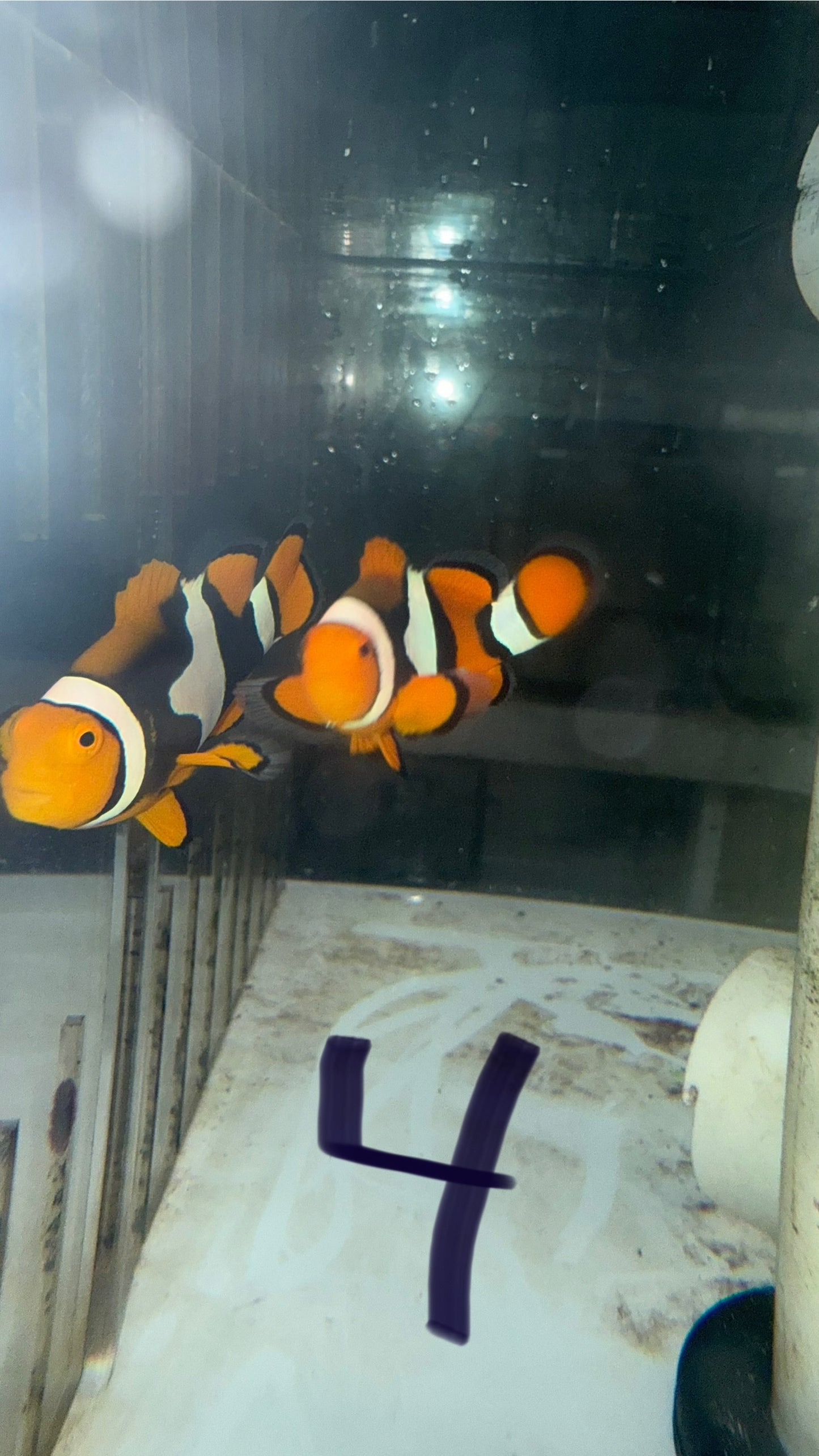 True Percula Clownfish-super black pair (WYSIWYG #4)