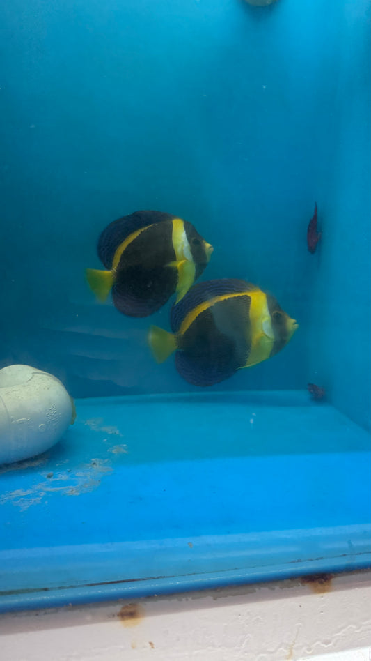 Pair of Scribbled Angel | Chaetodontoplus duboulayi (7" male, 5" female, )