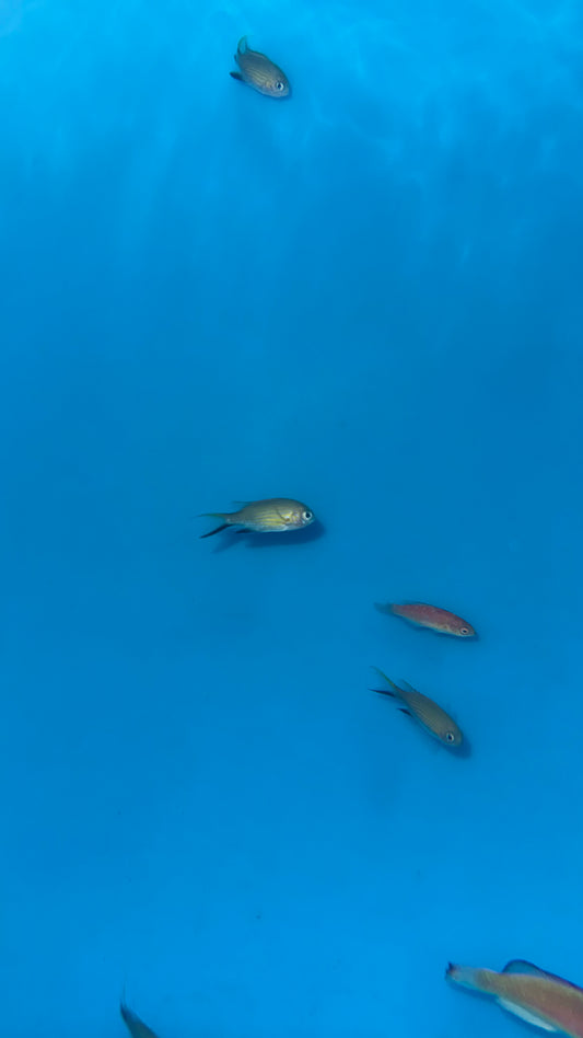 Vanderbilt Chromis (Australia)