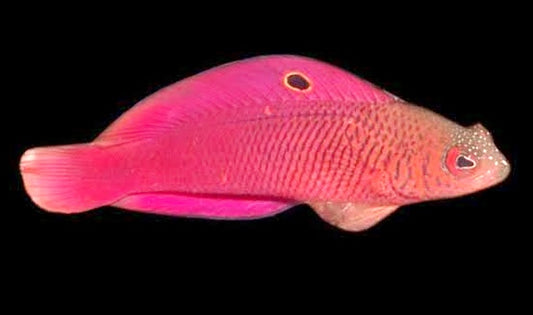 Mccullochi Pseudochromis