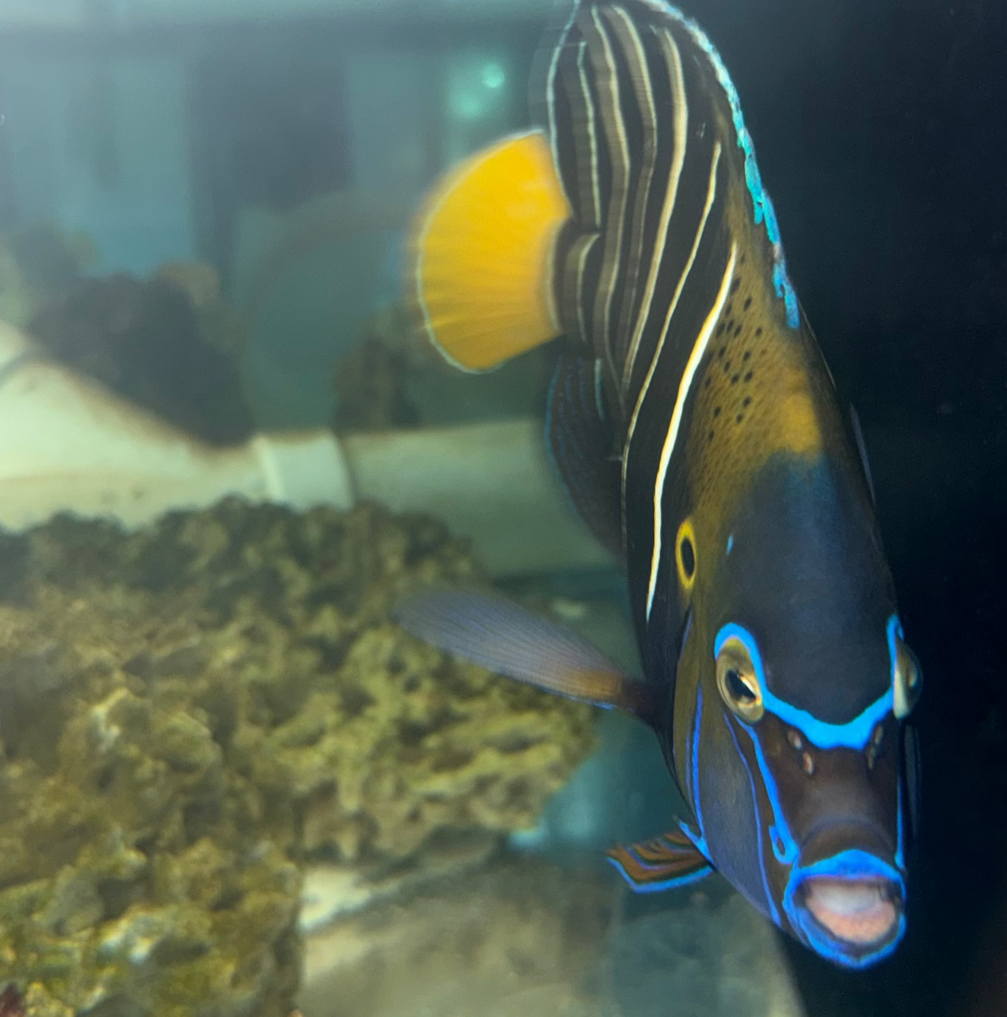 Chrysurus Angel | Pomacanthus Chrysurus (show size 10-11”) WYSIWYG