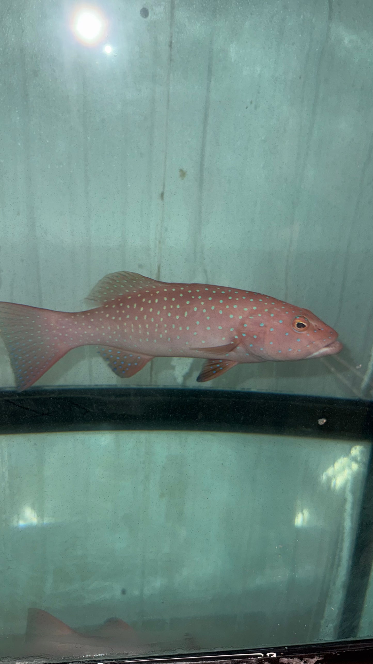 Rare Leopard Coral Grouper | Plectropomus leopardus 14”