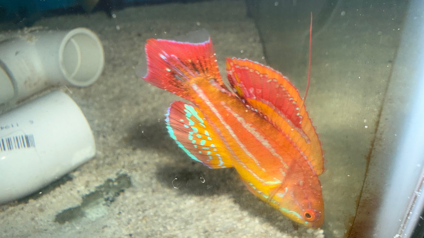 Paracheilinus Attenuatus (3" Male) | Diamond Tail Flasher Wrasse WYSIWYG #2