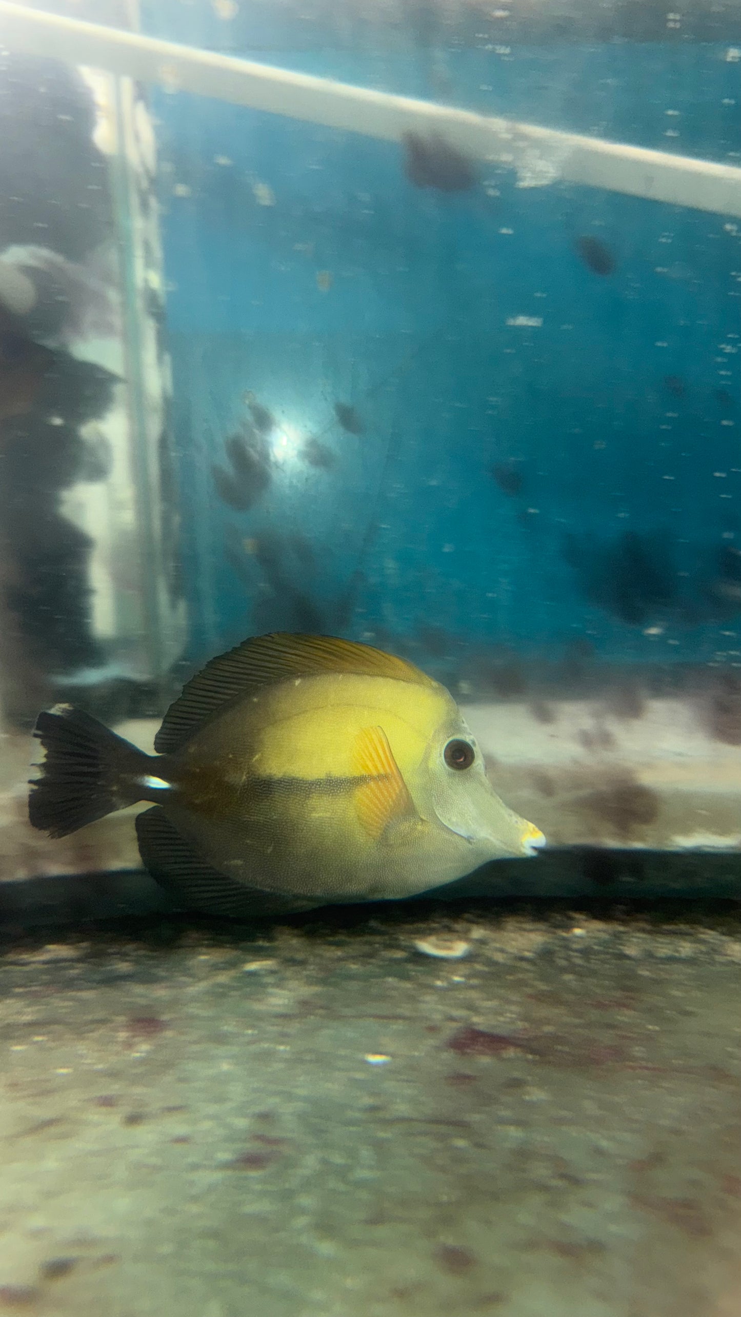 Blue Face Koi Scopas Tang white trim wysiwyg #3 (4-6")