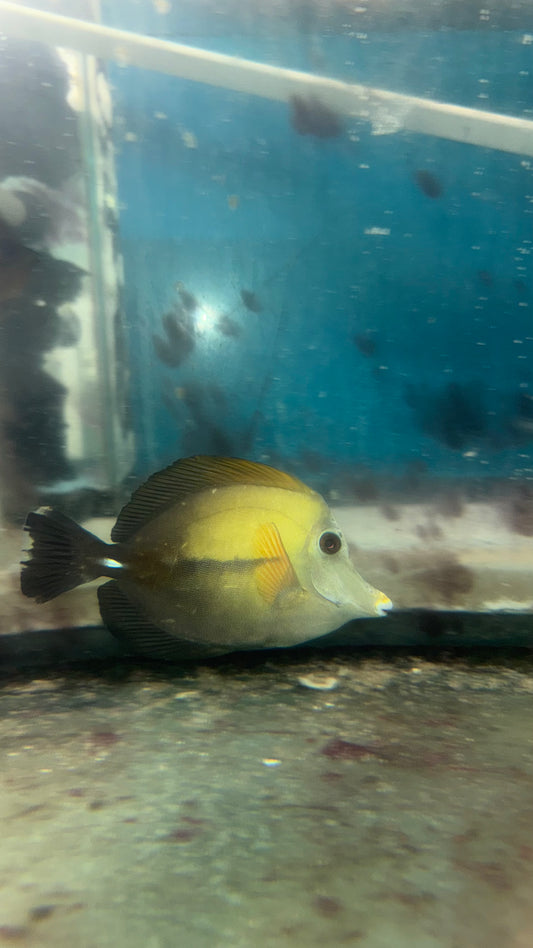 Blue Face Koi Scopas Tang white trim wysiwyg #3 (4-6")