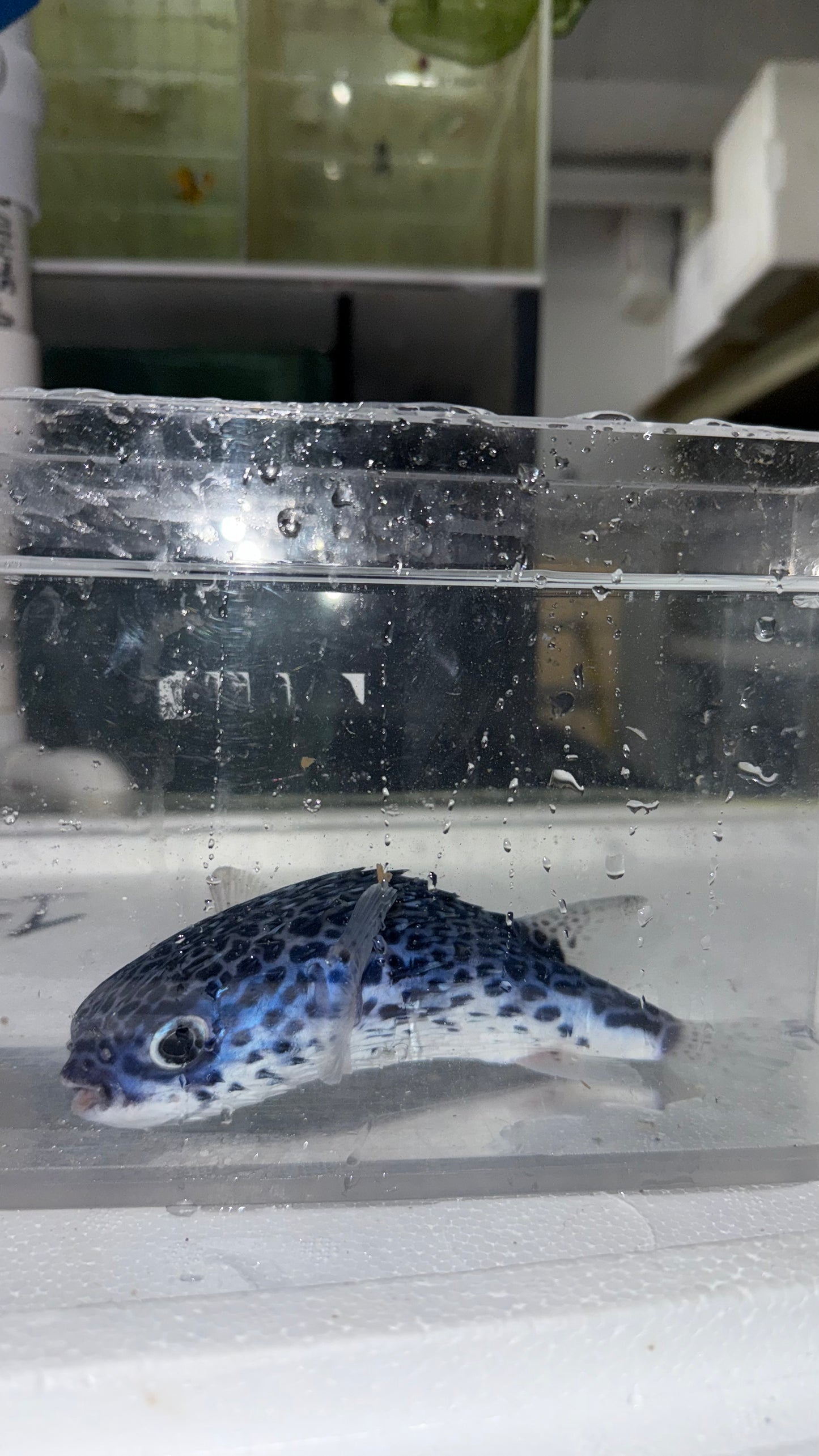 Blue Pelagic Porcupinefish 4”| Diodon eydouxii