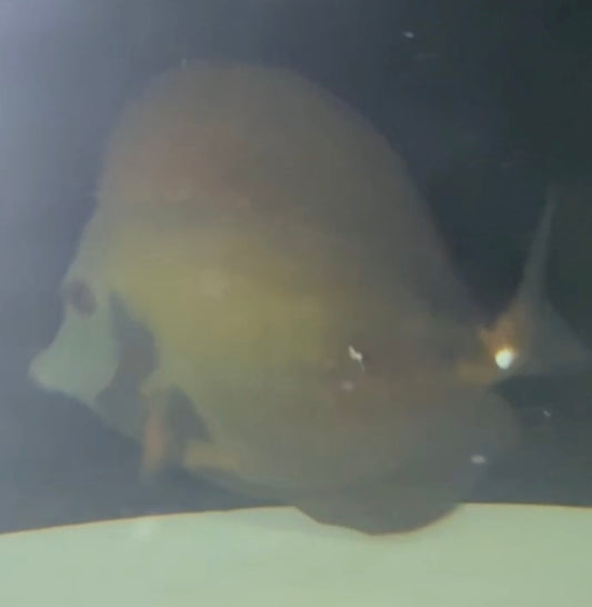 Koi Scopas Tang (yellow tail) WYSIWYG #5