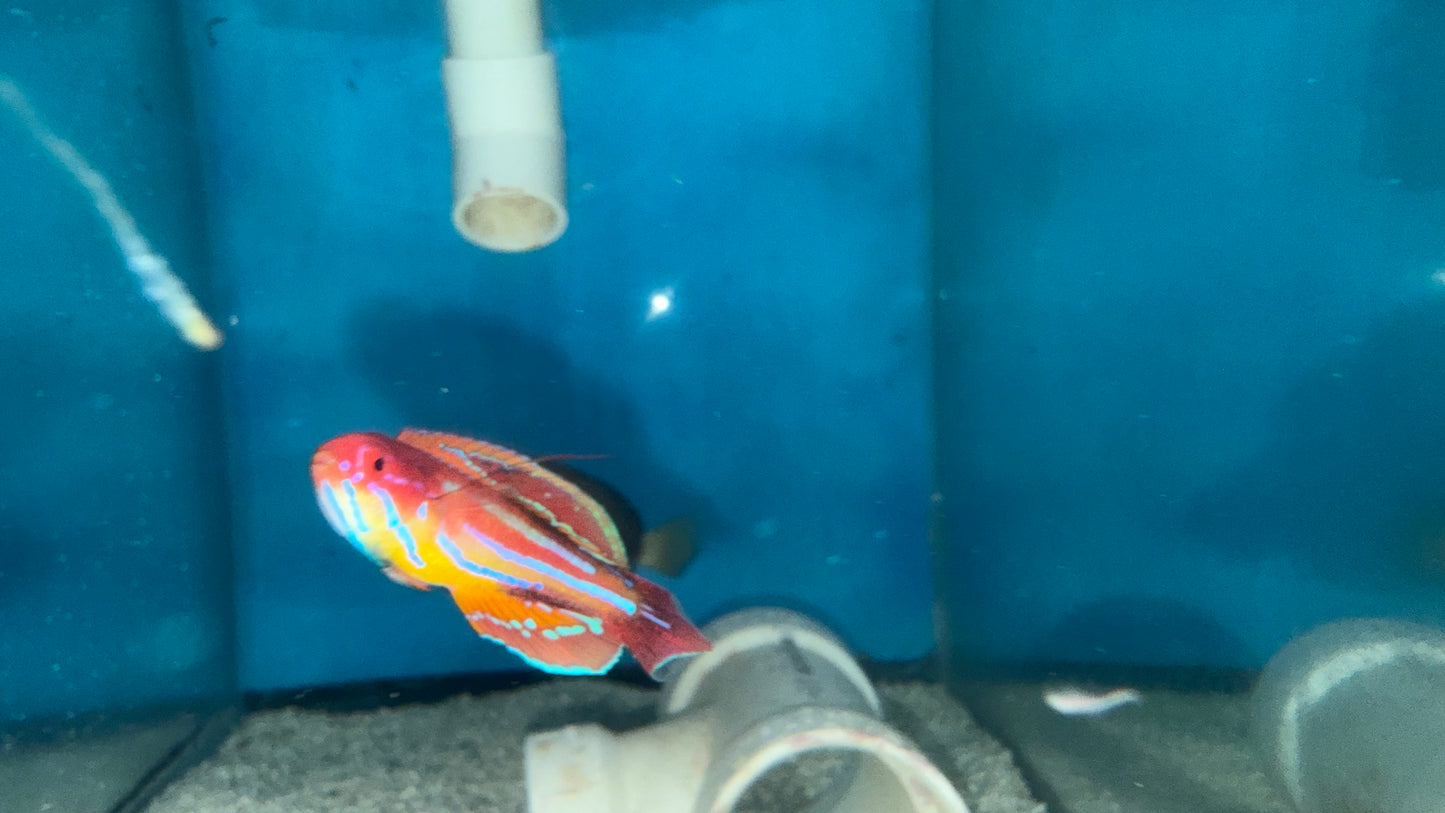 Paracheilinus Attenuatus (3" Male) | Diamond Tail Flasher Wrasse WYSIWYG