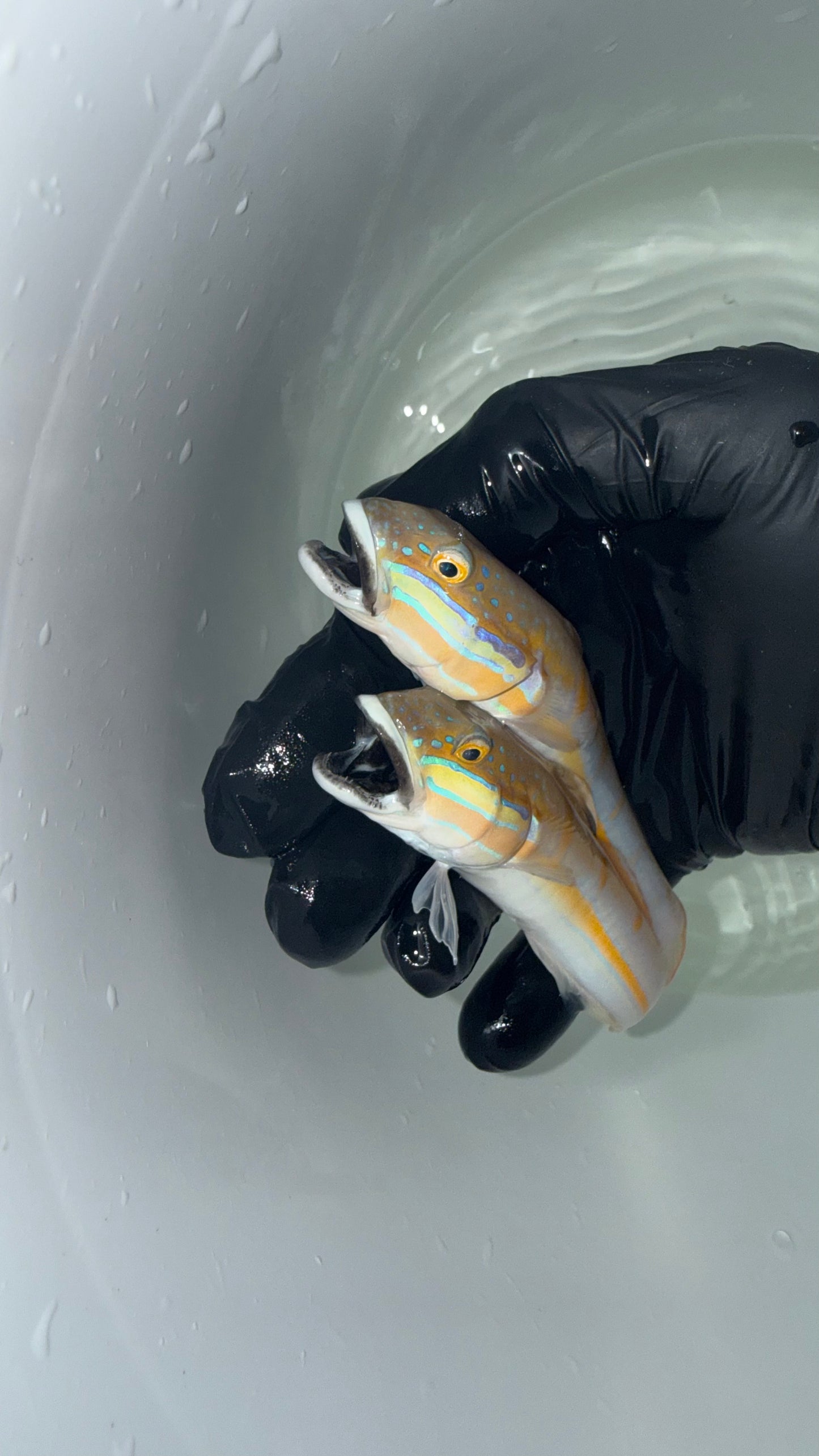 Black Mouth Sleeper Goby (3-4") | Valenciennea decora