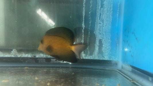 Chevron Tang (4")