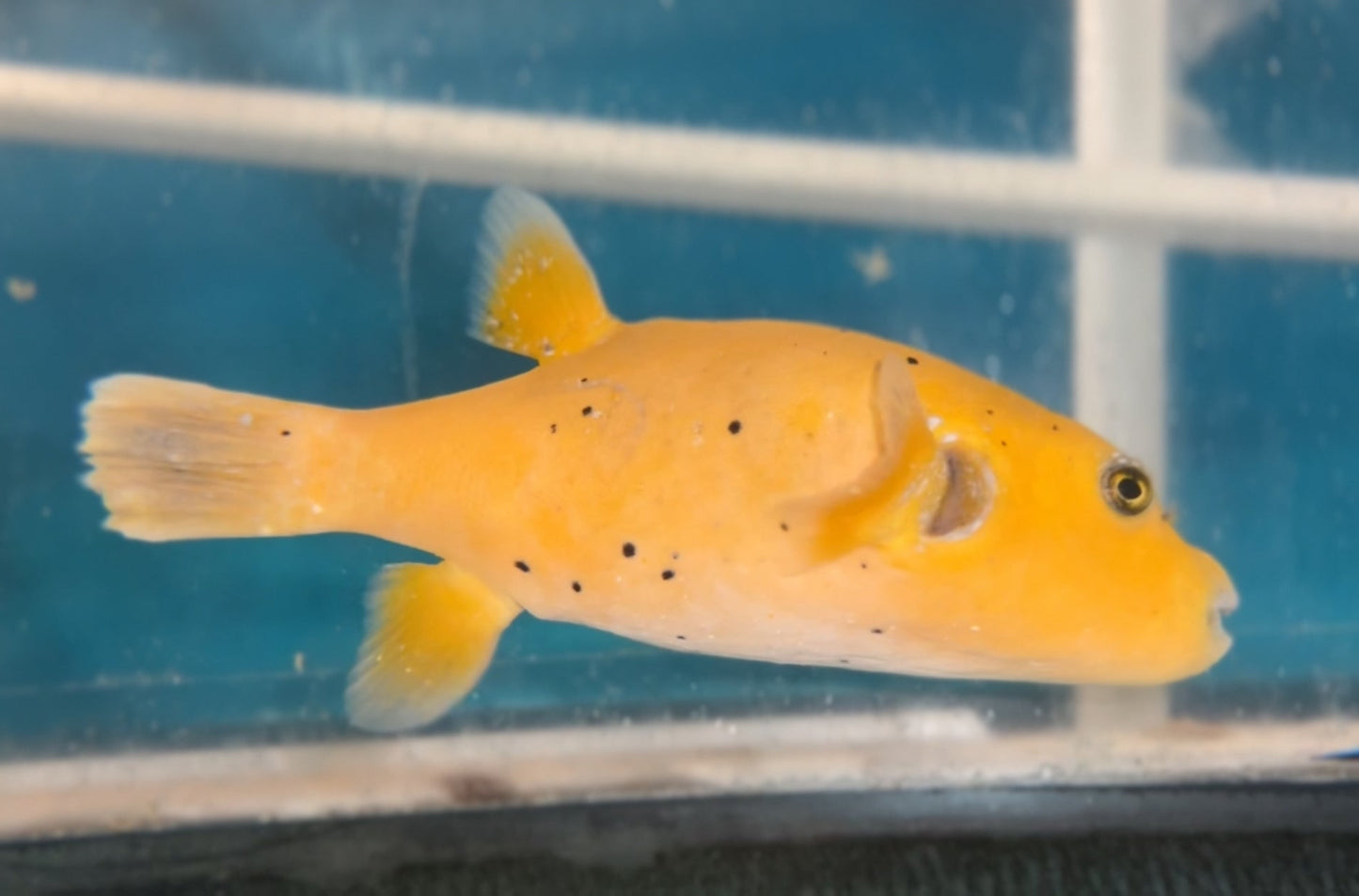 Golden Puffer fish 10” WYSIWYG
