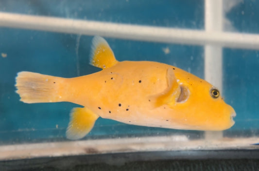 Golden Puffer fish 10” WYSIWYG